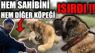 KANGAL HEM SAHİBİNİ ISIRDI HEMDE SÜRÜYE GİREN KÖPEĞİ PARÇALIYORDU/KURTLARA HİÇ GEÇİT VERMEDİLER