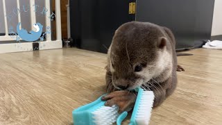 カワウソとブラシで遊ぼう　Otters play with brushes