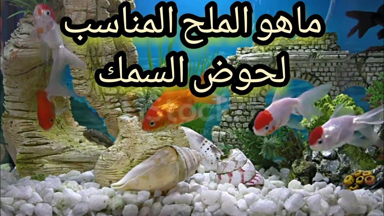 በ aquarium ውስጥ ጨው ማስገባት ይፈቀዳል?