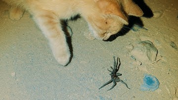 Cat vs Tarantula Spider