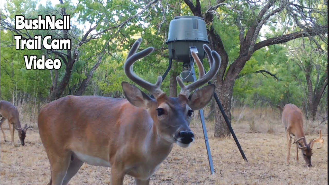 Deer Feeder Cam 2 BushNell Trail Cam Video Aug. 1214, 2022 YouTube