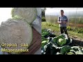 Капуста «Мегатон» мой опыт выращивания