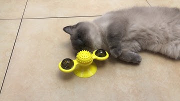 Got a Catnip Interactive Windmill cat toy for the cat