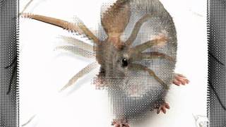PEST CONTROL IN WESTON 954-642-2385