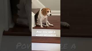 Nosey #shorts #dogshorts #nosey #pov #nosey #beagle #funny