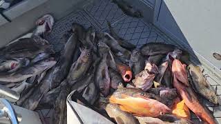 Limited out on Rockfish and Lingcod #SEKIU #Washington #Lingcod #Rockfish 