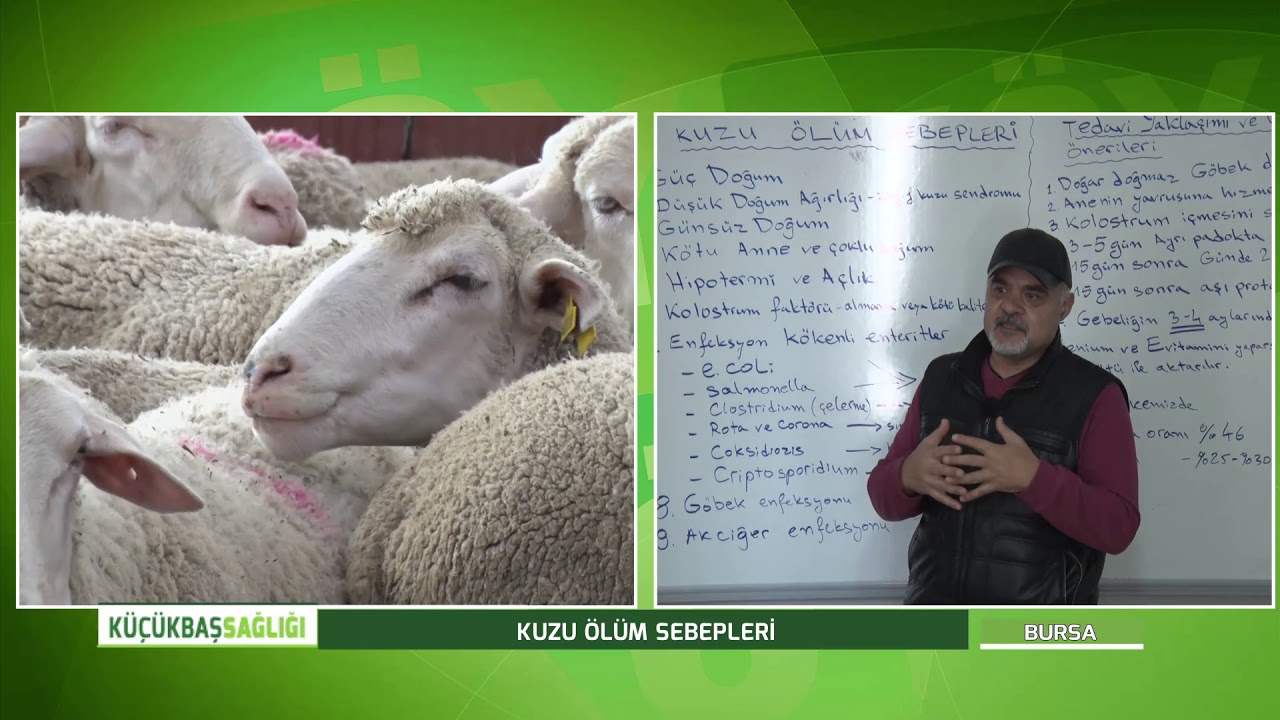 EROL ARSLAN'LA KÜÇÜKBAŞ SAĞLIĞI | KUZU ÖLÜM SEBEPLERİ