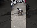 Real Dog VS Machine Dog? - #Xiu Hook # - - # -