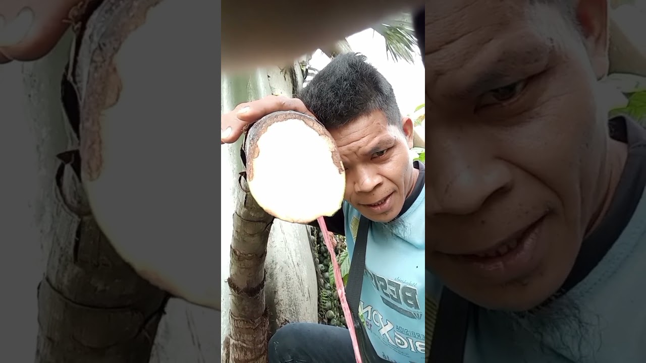 jangan abaikan daun pembungkus pemeraman kolang Kaling.!