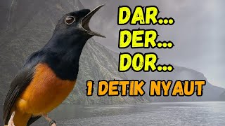 🔥DAR DER DOR🔥PANCINGAN MURAI BATU GACOR AMPUH JADIKAN MURAI BATU AGAR NYAUT BUNYI