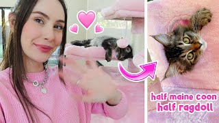 Adopting My First Ever Kitten *EMOTIONAL*