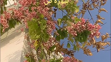 سورة ص. القارئ سيف الفرقاني