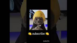 #cat#YouTube#nimbu 🍋😆😆😆👌