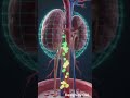 🩺 Human Kidneys Explained |4K Medical Animation #shorts #HumanKidneys#KidneyFacts#ScienceShorts