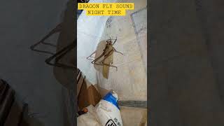 BIG SIZE DRAGON FLY SOUND #dragonfly #realsound