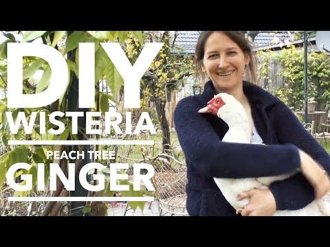 Vidéo: Help, My Wisteria Stinks - Que faire à propos d'une plante de glycine malodorante