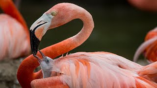 Flamingos Live