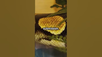 Python vs. Alligator: Constrictor vs. Predator Showdown!