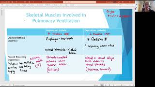 Biology 2020 Chapter 22 Respiratory System:  Pulmonary Ventilation (Video 7)