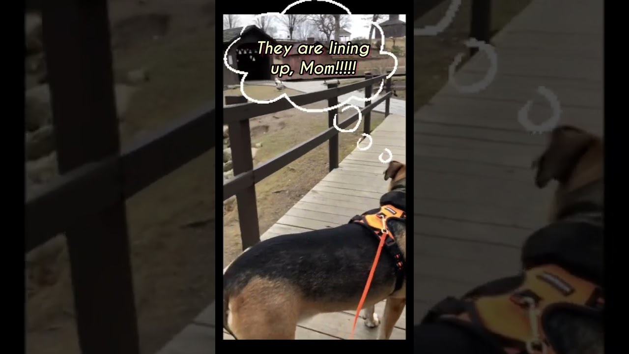 Stanley Park Westfield Attack Geese on the loose 