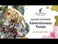 Хамелеон Томас. Игрушка из шерсти. Урок по сухому валянию.