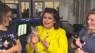All Local, All Morning at Peninsula Subaru with the Kitsap Humane Society