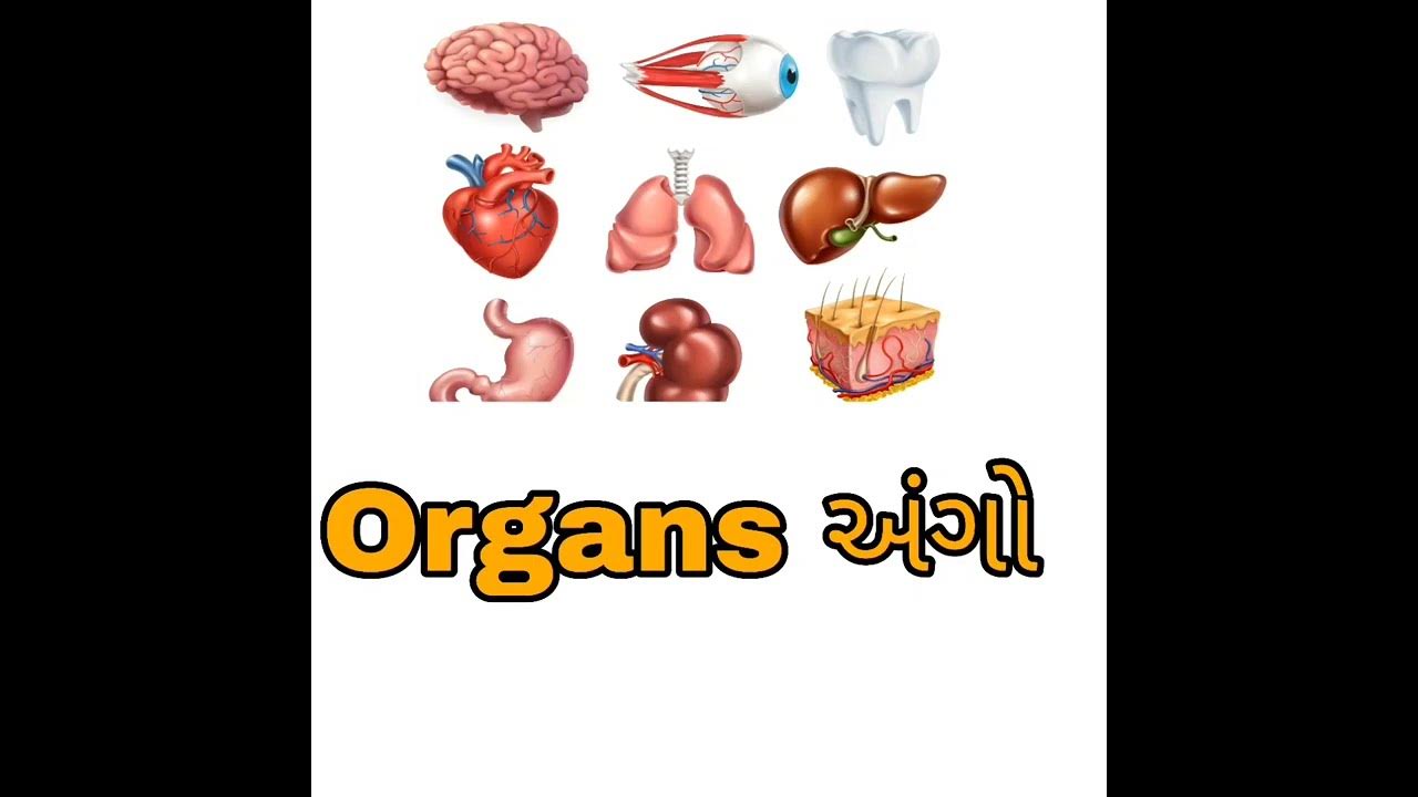 organs-meaning-in-gujarati-youtube