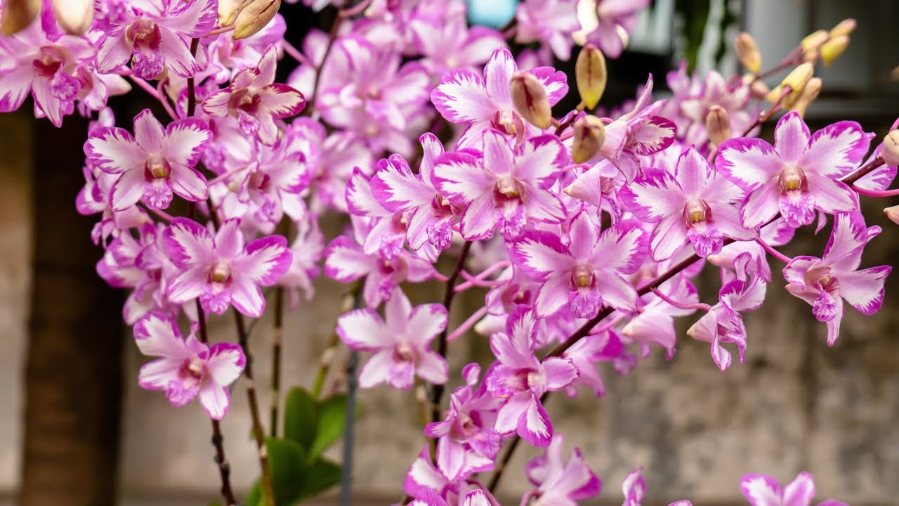 Live chớp buổi trưa ưu đãi giá mềm 0333491000