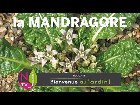 Vidéo: Histoires sur la mandragore : l'histoire intéressante des plantes de mandragore