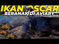 RATUSAN ANAK IKAN OSCAR PENUHI PINGGIRAN AVIARY DEHAKIMS..!