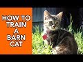 How to Train a Barn Cat