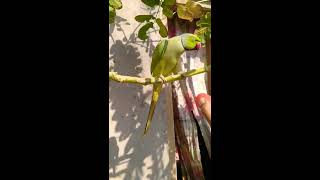 Download Lagu Mithu ka gussa tobha t0bha Download Lagu Mithu ka gussa tobha t0bha