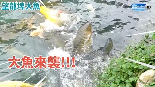 宜蘭望龍埤巨魚飛跳搶食民眾嚇爆嘆「弱肉強食」 