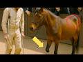 They Tried to Humiliate Him — His 3‑Legged Horse Made History