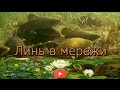 Ловля линей мережами. Catching tench with a fyke net.