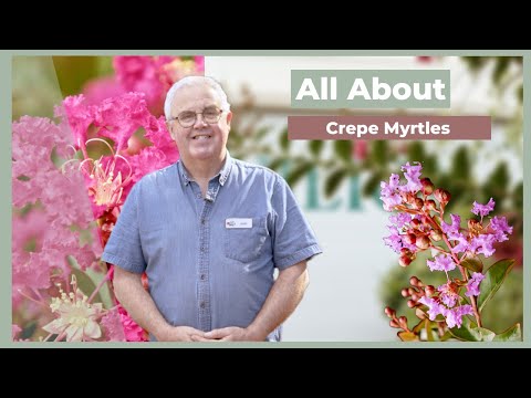 تصویری: Sweet Myrtle چیست: راهنمای پرورش Myrtle شیرین در باغ