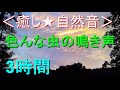 <癒し★自然音>色んな虫の鳴き声【3時間】(2分ごとに鳴き声が変る) 夏の静かな夜(安らぎ・リラックス・リフレッシュ・ストレス解消・安眠・快眠・熟睡)