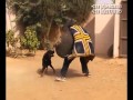 Kweks Dog Training Ghana Protection,Attack and control ,Controlled obedience Kweks Dog Training Ghana Protection,Attack and control ,Controlled obedience
