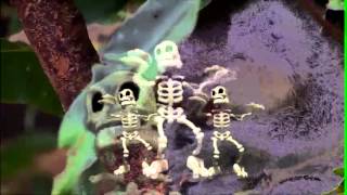 skeleton.mp4