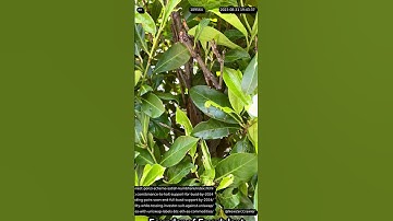 #bitconnect founder charged with $2B #ponzi scheme. #binance to Halt BUSD. Court Calls ETH Commodity