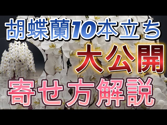 蘭栽培の実践ガイド（英語版） EXCLUSIVE] A Guide to Arranging 10-Stem Phalaenopsis Orchids. A