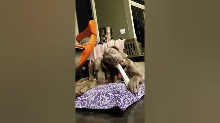 Weimer's chew off!