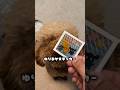 ゆりあかステッカー作ってみた🐶🐾‪‪😂❣️