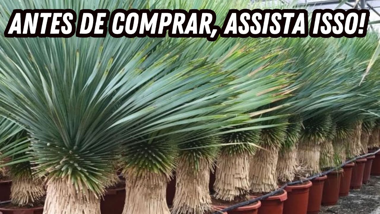 Yucca Rostrata Vale a Pena: Descubra se Essa Planta é Para Você!