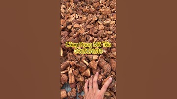 Công dụng của rễ mú từn, mú từn có công dụng gì, mú từn có tác dụng gì, rễ mú từn mua ở đâu