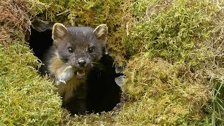 Download Lagu The Journey of Orphaned Pine Martens (4K Documentary) MP3 Download Lagu The Journey of Orphaned Pine Martens (4K Documentary) MP3