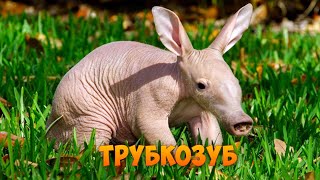 Трубкозуб