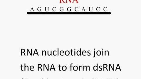 siRNA animation- The control of translation
