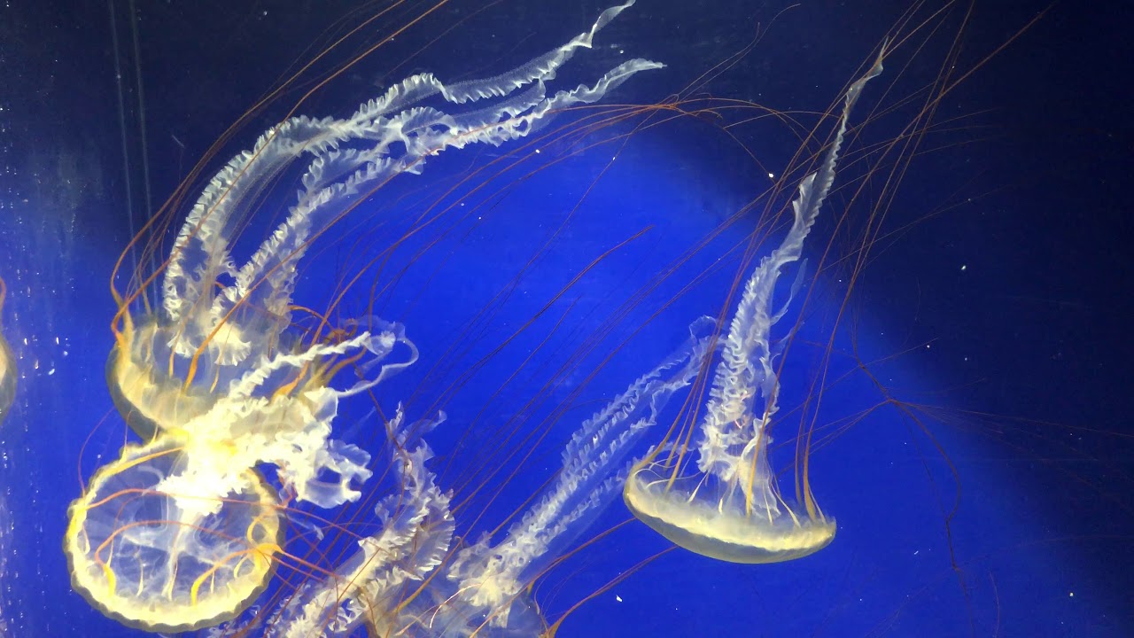 Pacific sea nettles
