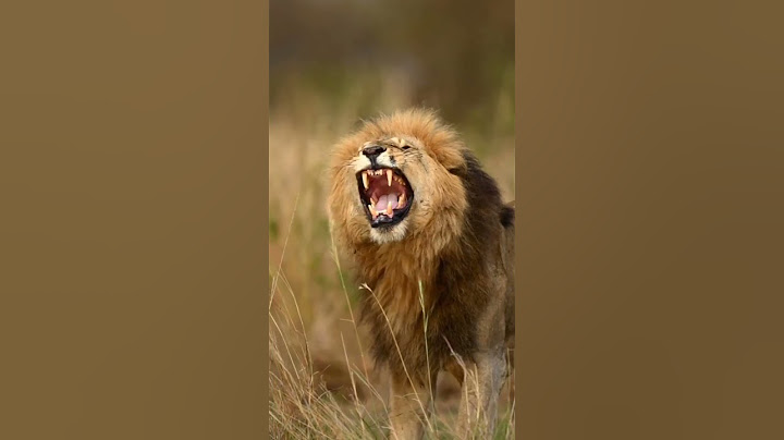 शेर की दहाड ll Sher Ki Dahad ll Lion Sounds ll Sher Ki Awazll #shorts ll#wildanimals
